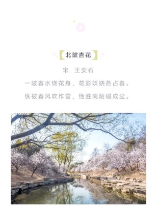 60句绝美的杏花诗词，在诗词中邂逅最美的杏花