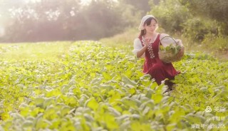 稻花醉人香
