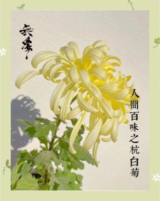 【诗词鉴赏】古诗词里的白菊，洁白如玉，清高脱俗！