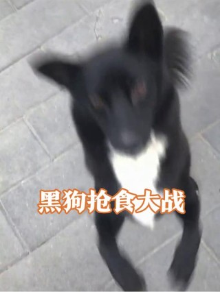 一只大狗，站着不走，吃了羊毛，会撒黑豆。 （打一物）