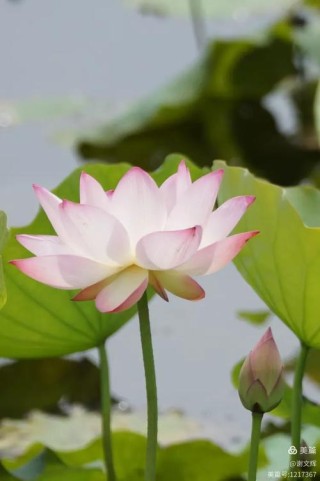荷香满园花自开，粉蕊红心映碧空。（智配）新月来临
