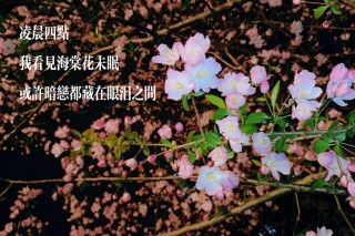川端康成最唯美的15句，凌晨四点钟，看到海棠花未眠