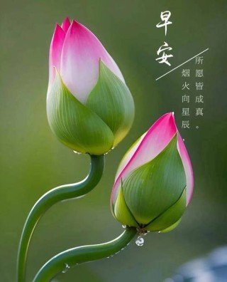 豁达乐观的早安正能量淡然语录，平平淡淡才是真，健健康康就是福