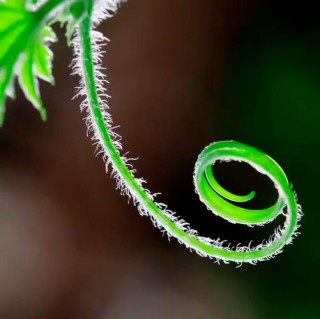 鼠目寸光之美