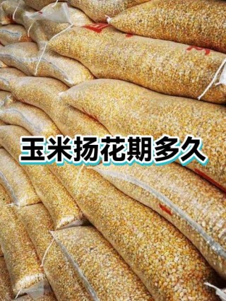 扬花