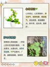 爱情草