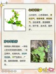 爱情草