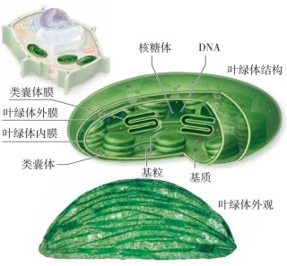 叶绿体：植物的太阳能电池，人类的生命之源