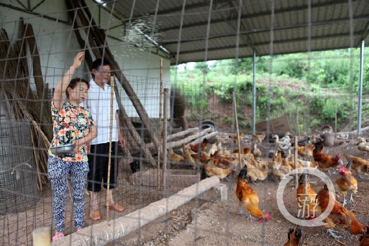 清华硕士景奇养羊喂鸡盈利100多万元  第1张
