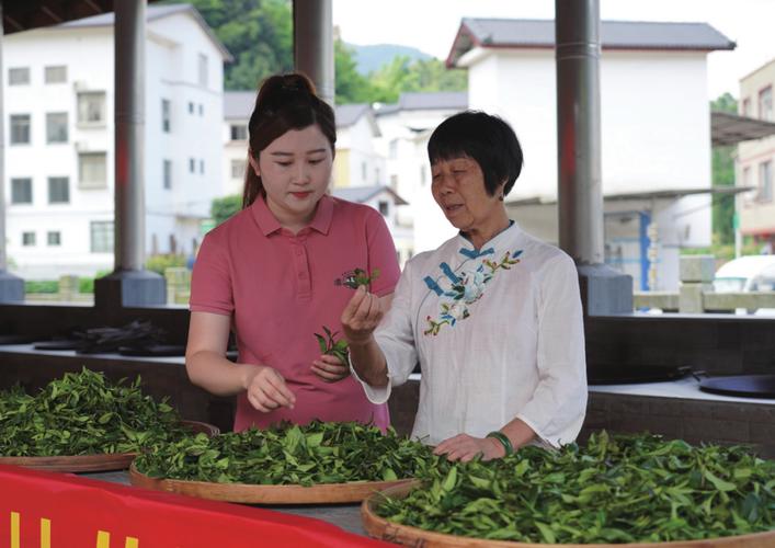 六堡茶制作技艺传承人韦洁群成致富引路人  第1张