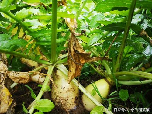 大学生村官潘科互联网卖泡萝卜,价格高了3倍 第1张 大学生村官潘科互联网卖泡萝卜,价格高了3倍 第1张