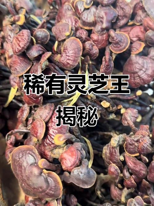 儋州农民种灵芝脱贫,每亩产值近2万元 第1张 儋州农民种灵芝脱贫,每亩产值近2万元 第1张
