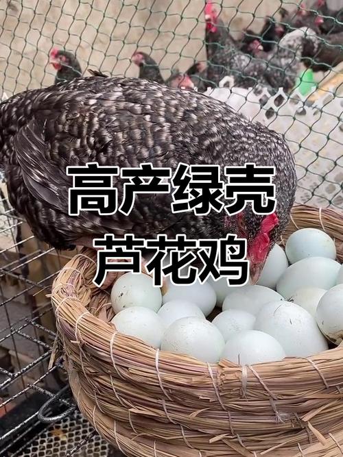 每枚鸡蛋订单排到半月后,孙立民养殖芦花鸡的故事 第1张 每枚鸡蛋订单排到半月后,孙立民养殖芦花鸡的故事 第1张