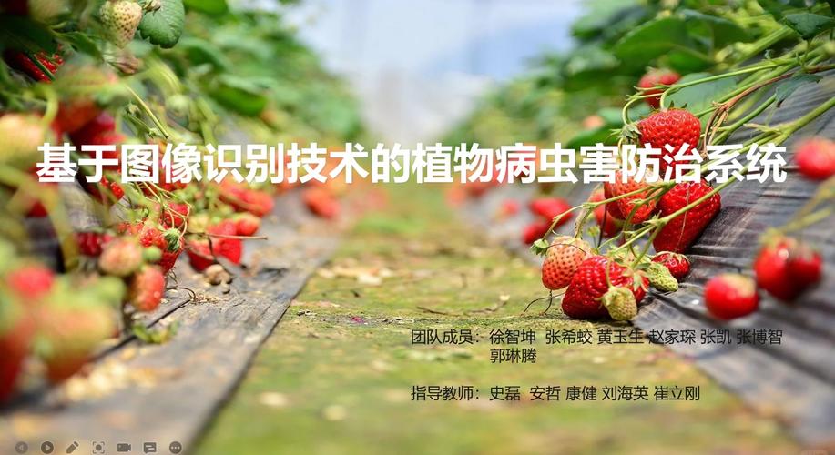 益智栽培技术及病虫防治 第1张 益智栽培技术及病虫防治 第1张
