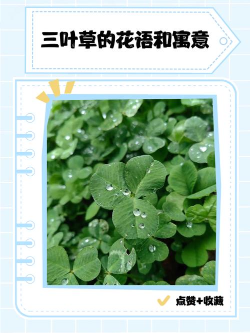 描写三叶草花优美句子(描写三叶草的优美段落) 第1张 描写三叶草花优美句子(描写三叶草的优美段落) 第1张
