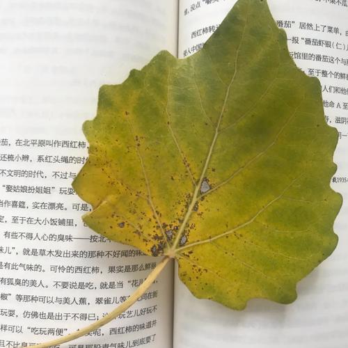 平凡的树叶  第1张