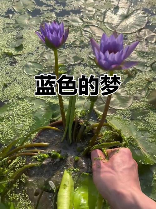 蓝睡莲 第1张 蓝睡莲 第1张