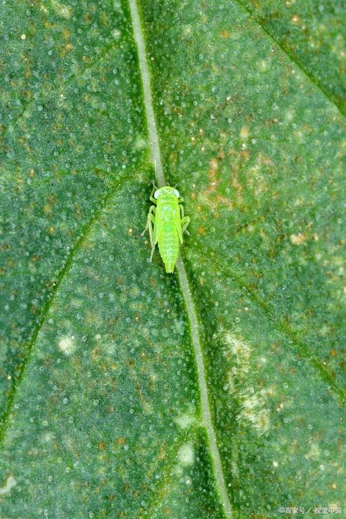 青虫或新芽  第1张