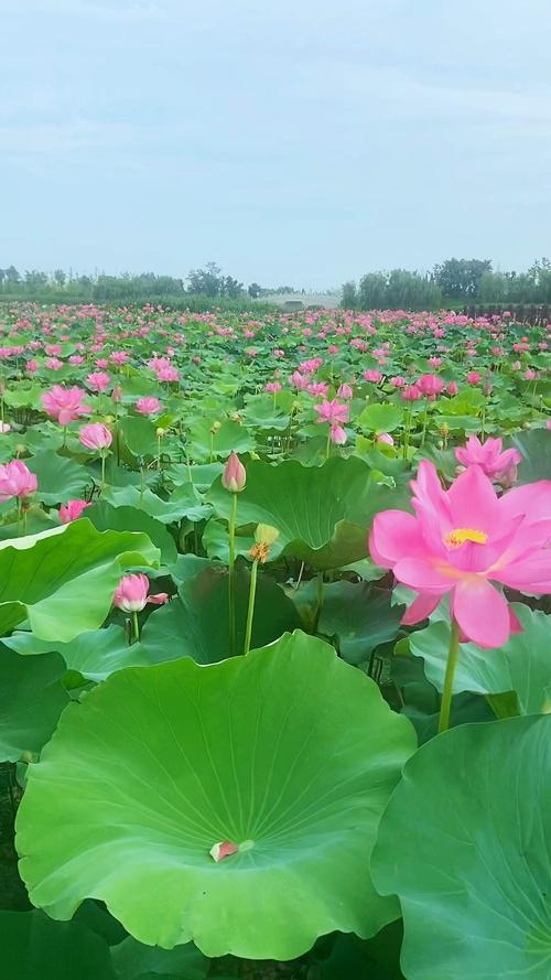 莲池有清水 第1张 莲池有清水 第1张