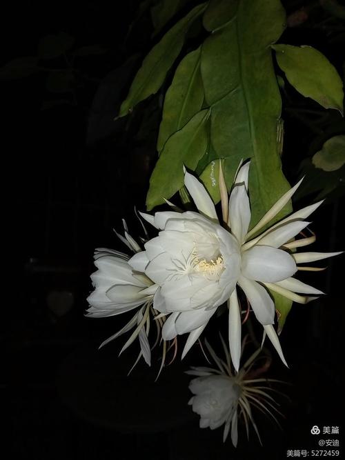 刹那芳华 第1张 刹那芳华 第1张