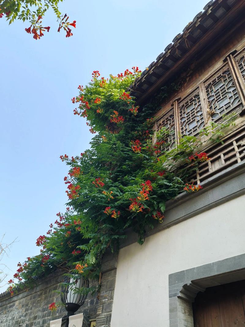 有花探出墙头来 第1张 有花探出墙头来 第1张