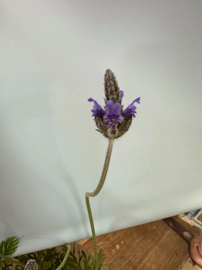 薰衣草的爱情1  第1张