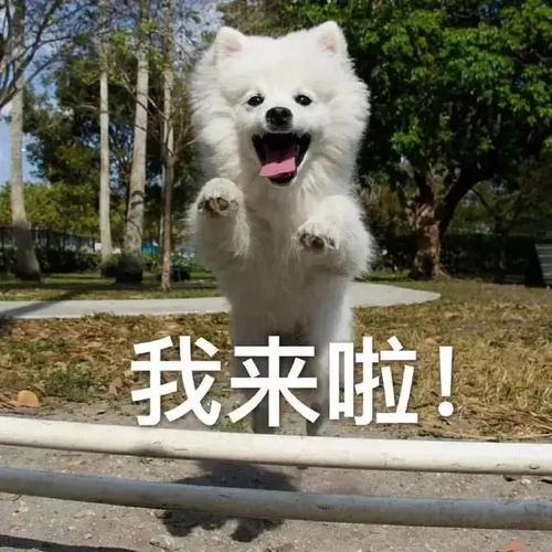 我来了  第1张
