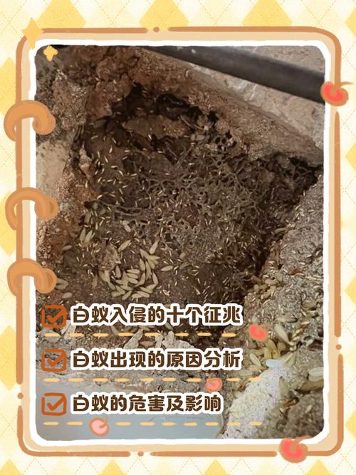 献给蚂蚁的悼词 第1张 献给蚂蚁的悼词 第1张