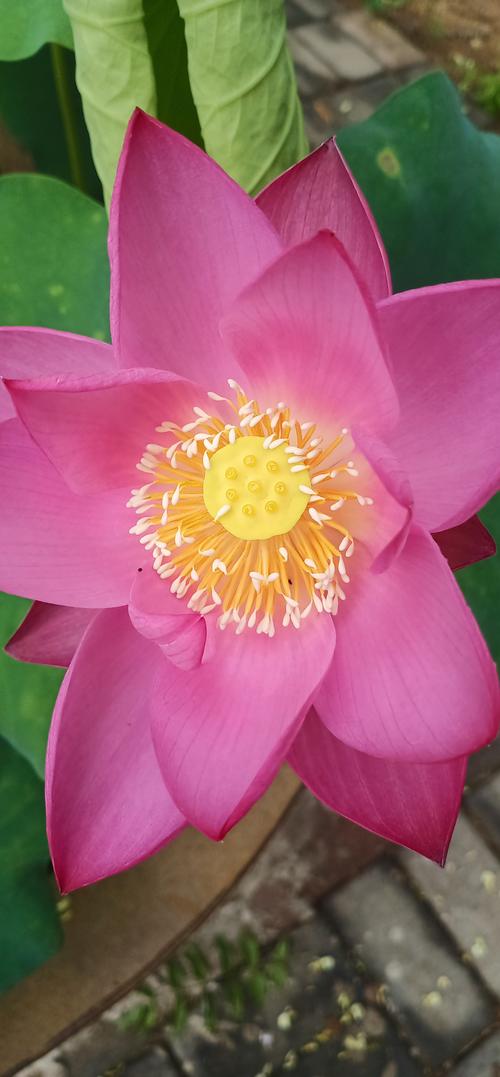 花瓣  第1张