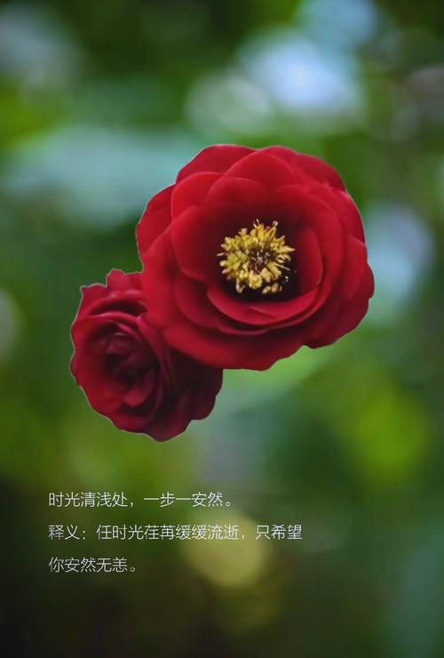 浅笑淡然,安然于心 第1张 浅笑淡然,安然于心 第1张