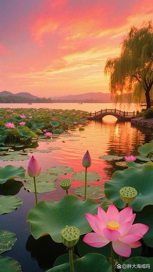 碧水荷花映夕阳 香风拂面满池塘 芳心自得清闲地 一片花香入梦乡 第1张 碧水荷花映夕阳 香风拂面满池塘 芳心自得清闲地 一片花香入梦乡 第1张