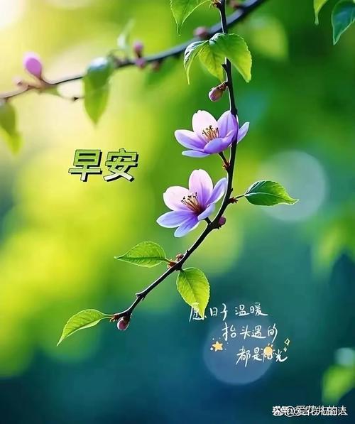 早安心语 阳光如此明媚,希望你的心情也一样 第1张 早安心语 阳光如此明媚,希望你的心情也一样 第1张