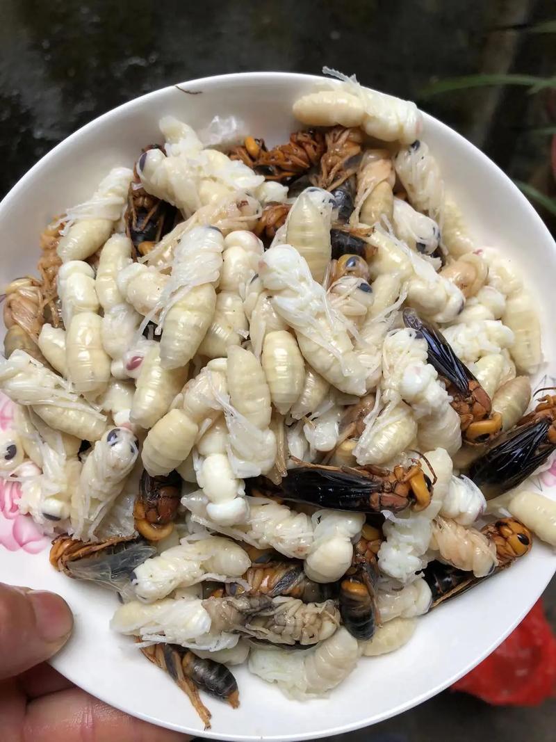 野蜂蛹 第1张 野蜂蛹 第1张