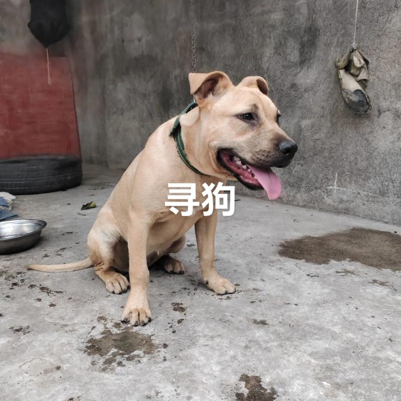 一条狗的出走 第1张 一条狗的出走 第1张