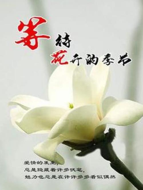 等待花开的时候 第1张 等待花开的时候 第1张