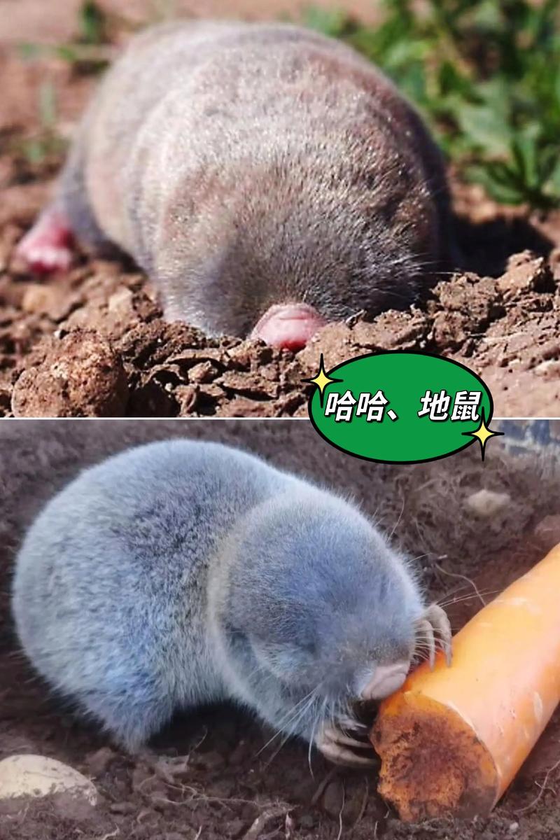 鼠贼难防  第1张