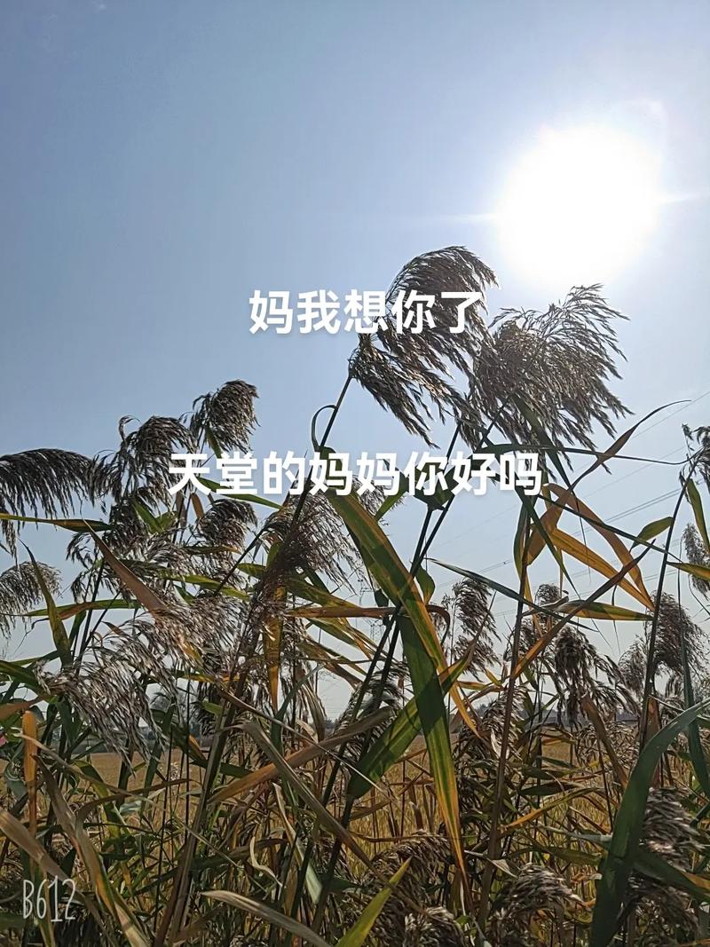 天堂里的妈妈你好吗? 第1张 天堂里的妈妈你好吗? 第1张