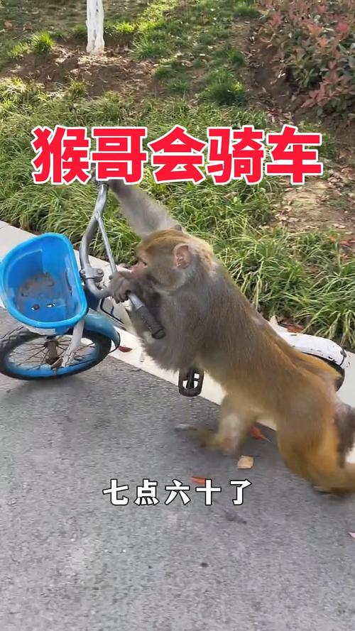 小猴子骑自行车  第1张