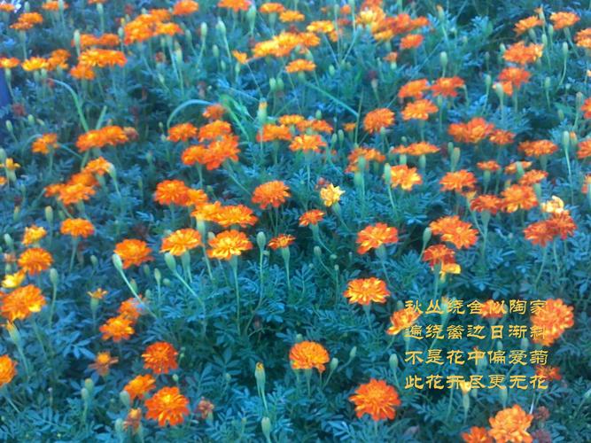 一年秋起 第1张 一年秋起 第1张