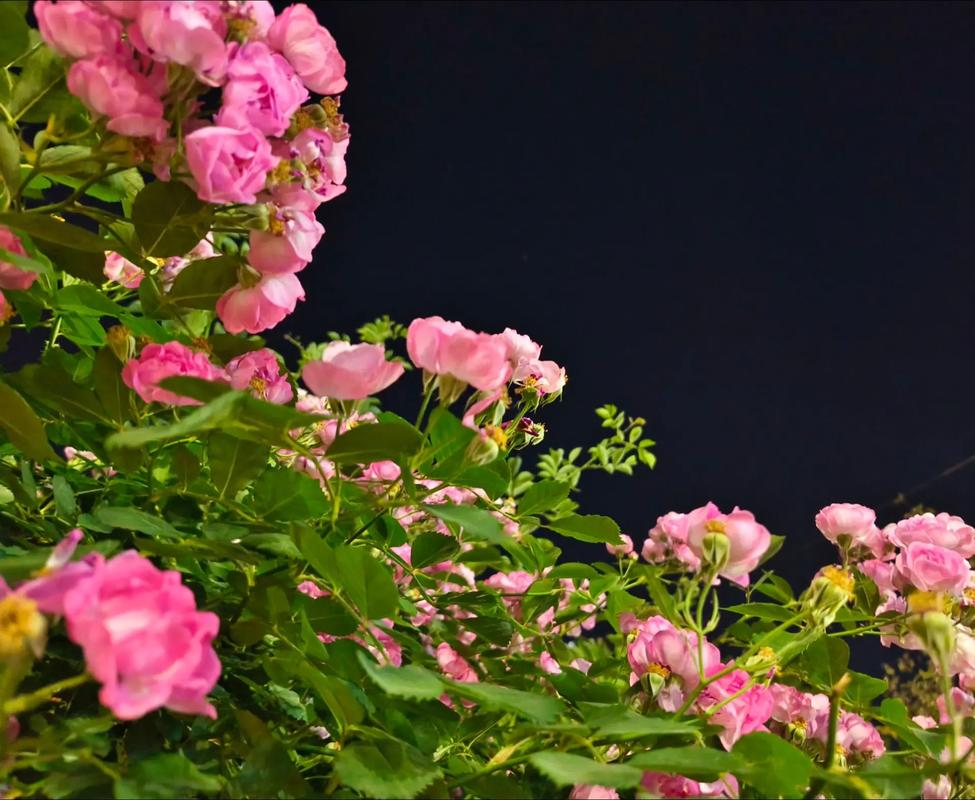 蔷薇夜  第1张