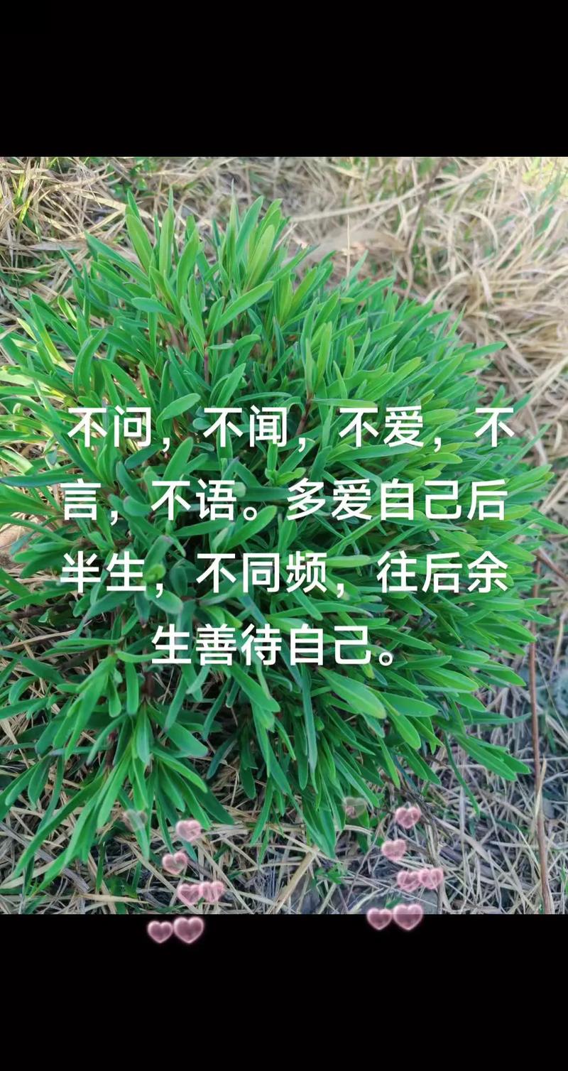 不吵不闹不闻不问不言不语不管不顾不哭不笑不悲不喜不远不近  第1张