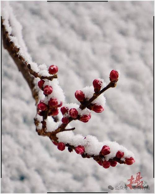 轮回里,天葬着一场晶莹的雪 第1张 轮回里,天葬着一场晶莹的雪 第1张