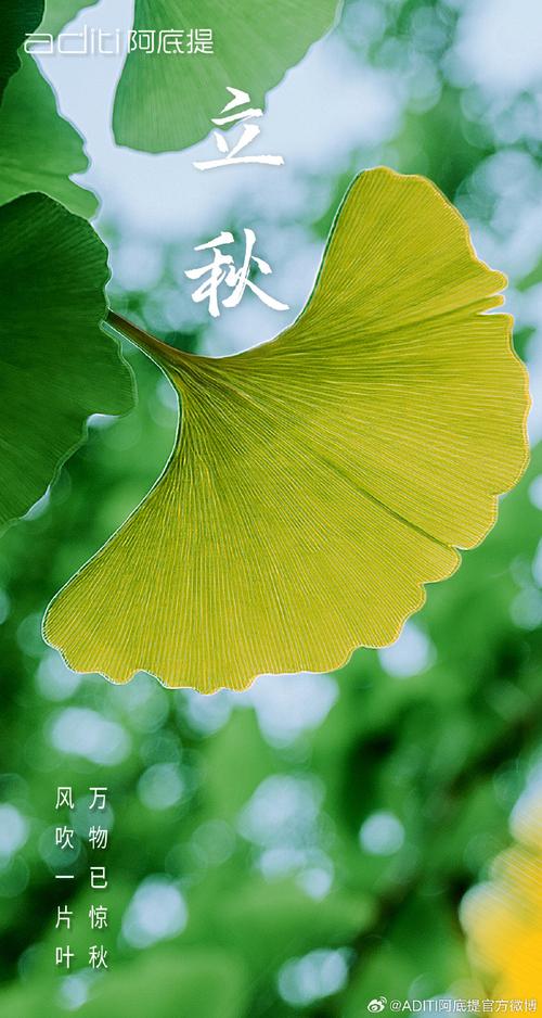 风吹一片叶 万物已惊秋 第1张 风吹一片叶 万物已惊秋 第1张