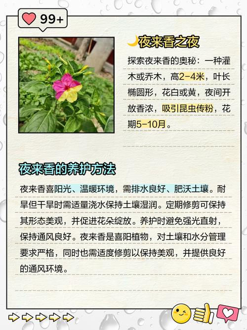 夜来香的品格 第1张 夜来香的品格 第1张
