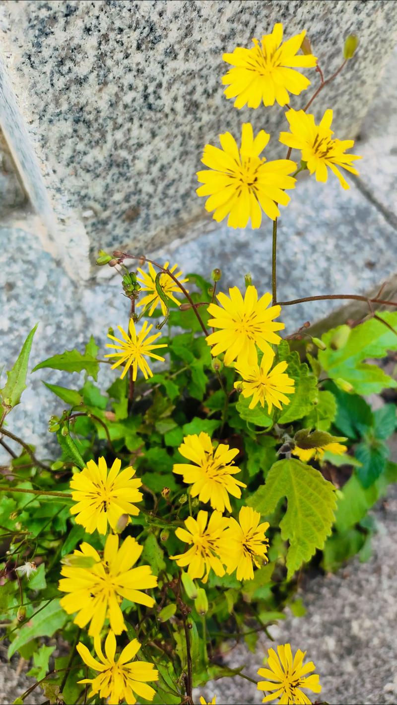 小黄花  第1张
