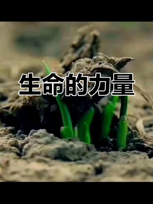 生命当如草 第1张 生命当如草 第1张