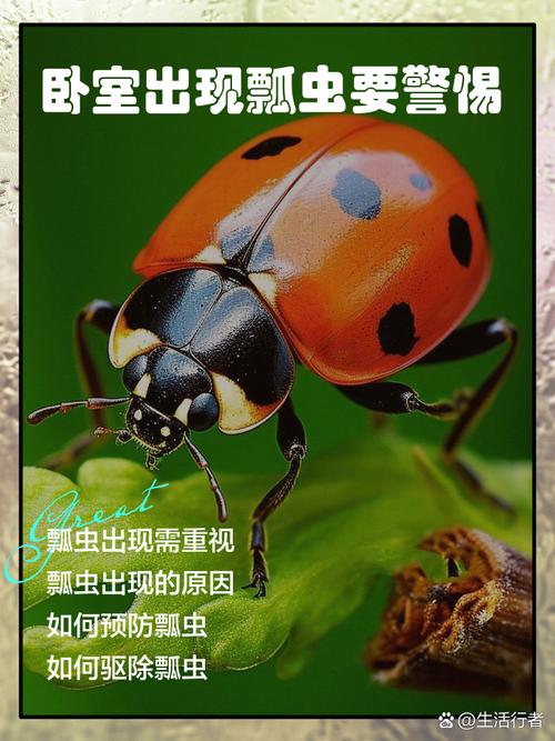 致瓢虫  第1张