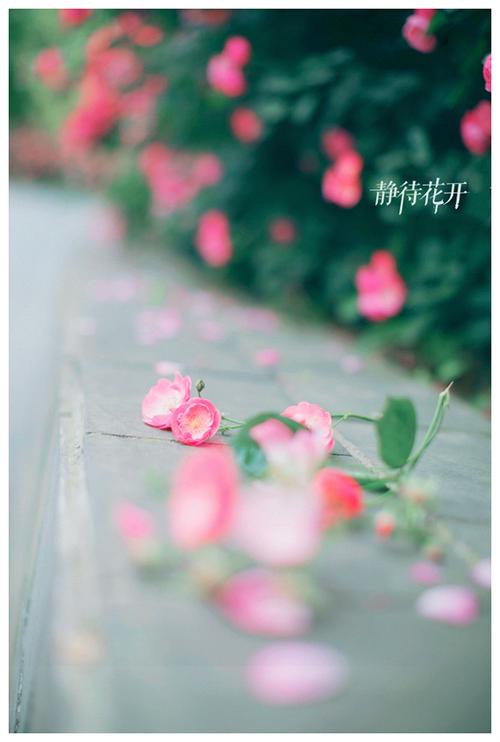 等待春暖,静候花开 第1张 等待春暖,静候花开 第1张