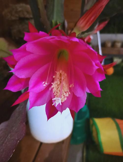 感悟昙花 第1张 感悟昙花 第1张