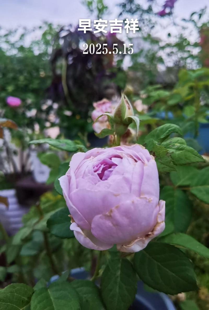 花儿,依旧悄然绽放… 第1张 花儿,依旧悄然绽放… 第1张